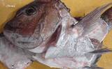 「魚の『アラ＆内臓』の魅力　食品ロスや夏場の生ゴミ問題の解消にも？」の画像1