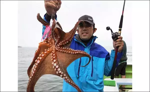 「【愛知】沖のエサ釣り最新釣果　旬の大型抱卵イサキ高活性で狙い目」の画像