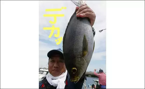 「【愛知】沖のエサ釣り最新釣果　旬の大型抱卵イサキ高活性で狙い目」の画像