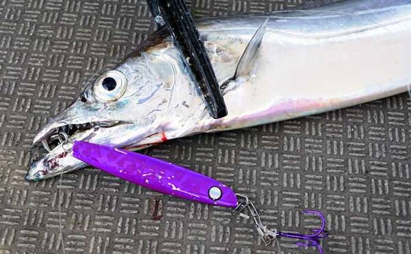 21 博多湾タチウオ釣り入門 ライトタックルが初心者にも嬉しい 21年7月3日 エキサイトニュース