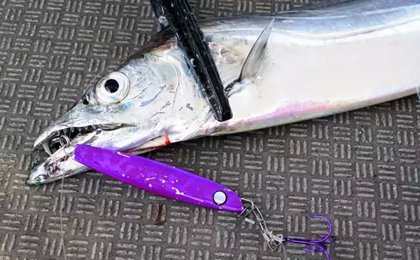 【2021】博多湾タチウオ釣り入門　ライトタックルが初心者にも嬉しい