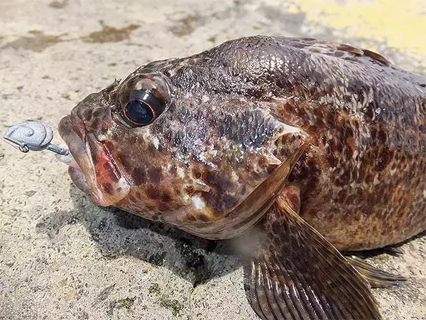 「ゴロタでのムラソイゲーム奥深し　サラシ狙いがアタリ【静岡・南伊豆】」の画像