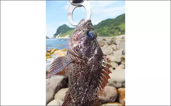 「ゴロタでのムラソイゲーム奥深し　サラシ狙いがアタリ【静岡・南伊豆】」の画像