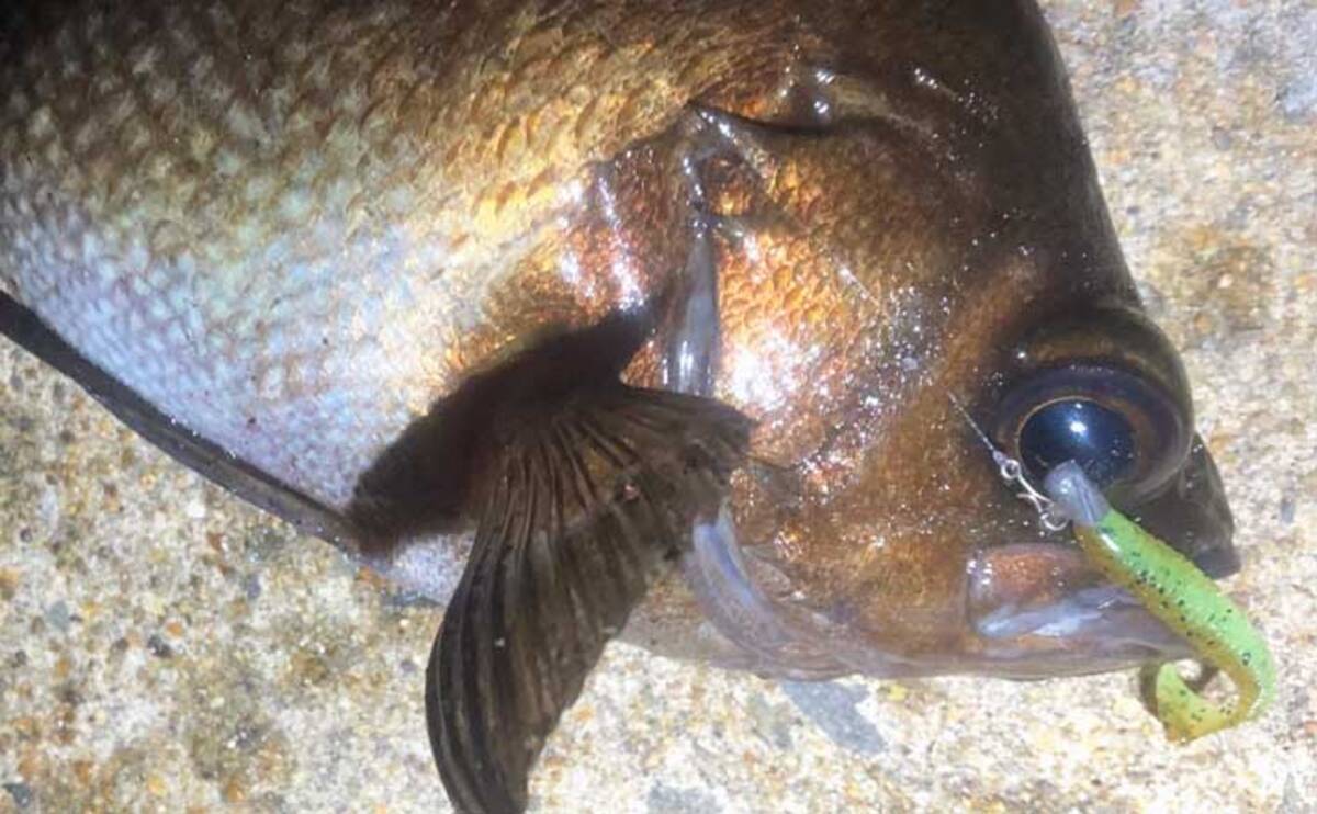 ちょっとマニアックな メバリング の話 ボトムワインド は有効 21年7月1日 エキサイトニュース