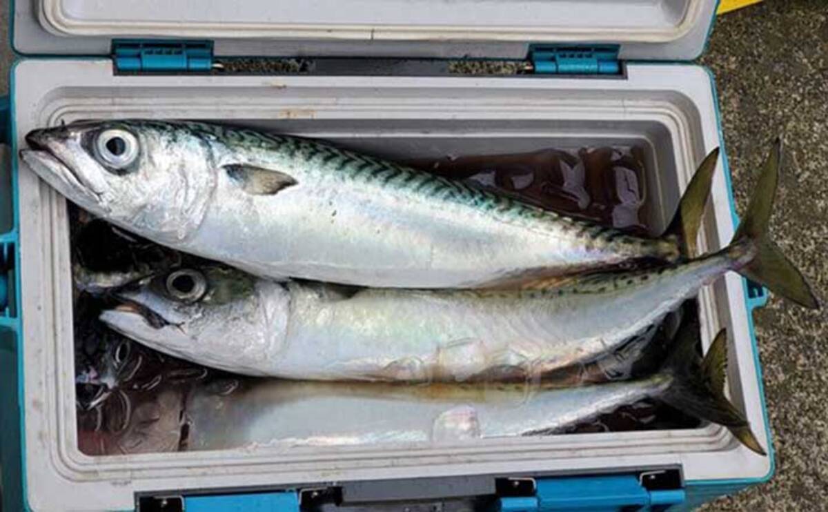 週末ナニ釣れた 沖釣り速報 相模湾ltルアー船で良型サバ盛況 関東 21年6月28日 エキサイトニュース