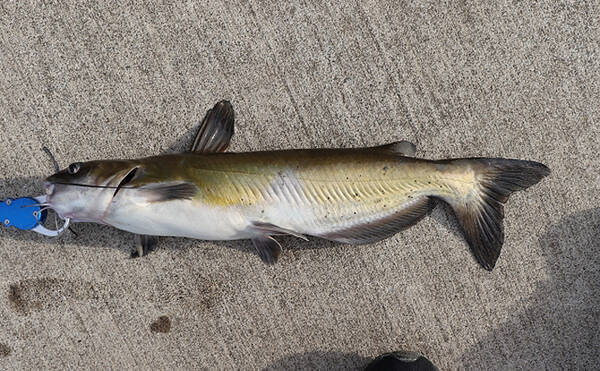 固有種の宝庫 琵琶湖 と外来魚アメリカナマズの攻防 ダムが最前線 21年7月10日 エキサイトニュース