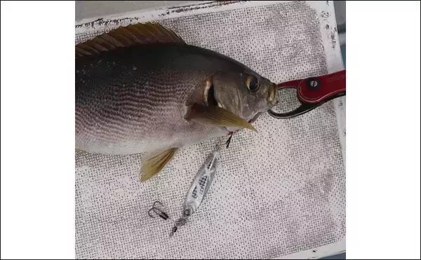 「SLJシーズン到来　大サバ連打に本命イサキも手中【愛知・隆盛丸】」の画像