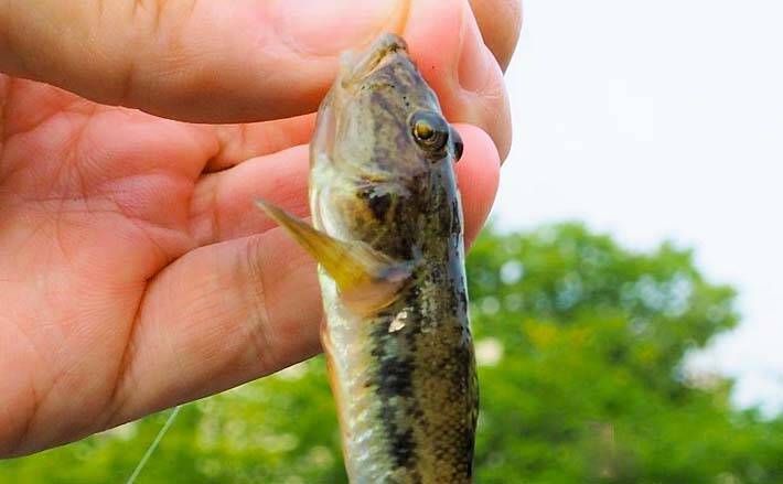 夕マヅメに都心でハゼ釣り堪能 釜揚げシラスエサで35尾手中 佃掘 21年7月7日 エキサイトニュース