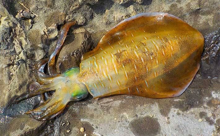 地磯でアオリ狙い泳がせ釣り 現地調達の小魚で本命900g 神奈川 21年7月12日 エキサイトニュース