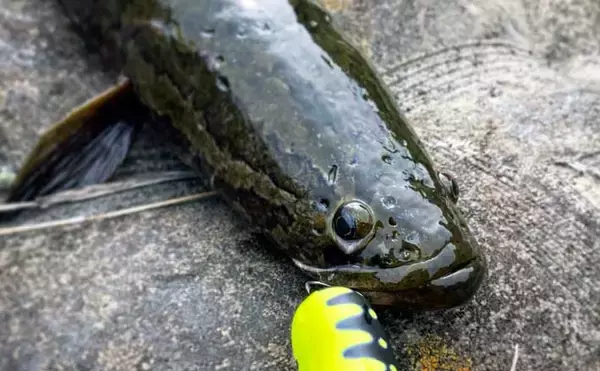 近場の河川でトップウォーターゲーム　60cm頭にライギョ2尾手中【福岡】