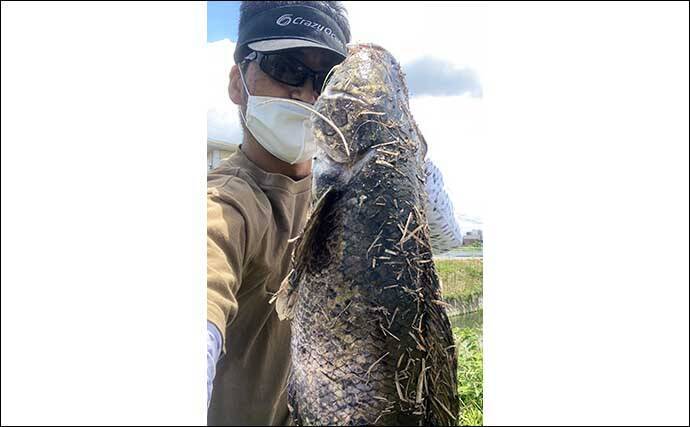 近場の河川でトップウォーターゲーム　60cm頭にライギョ2尾手中【福岡】