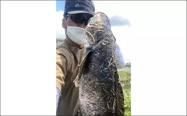 「近場の河川でトップウォーターゲーム　60cm頭にライギョ2尾手中【福岡】」の画像