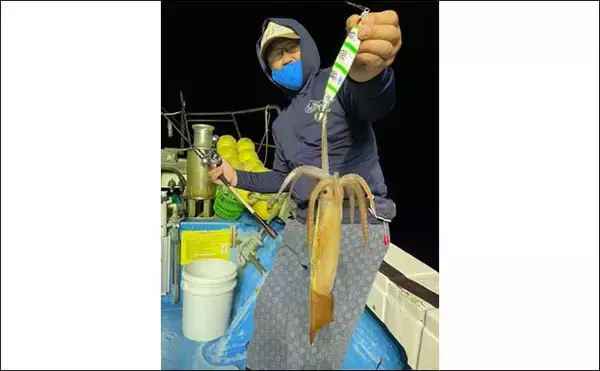 「三陸の夏夜の風物詩「スルメイカ釣り」入門：ジギングゲームのコツ3選」の画像