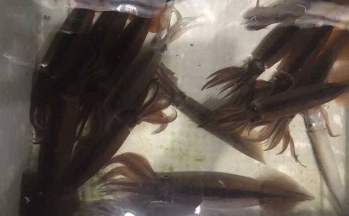 上越ムギイカ開幕戦で16杯 トップ60杯と大差がついた3つの理由とは 21年7月4日 エキサイトニュース