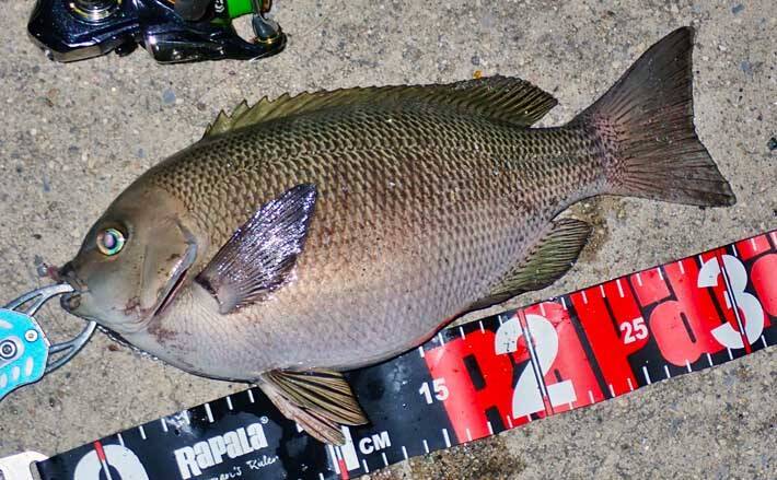 自己流釣り方で堤防釣り満喫 ジグヘッド 虫エサにノベザオでグレ狙い 21年7月13日 エキサイトニュース