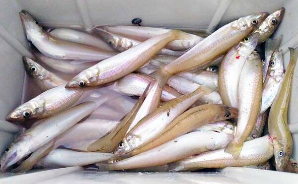 投げキス投げ釣りで47尾 ポイント的中で連発 福岡 芦屋海水浴場 21年7月13日 エキサイトニュース