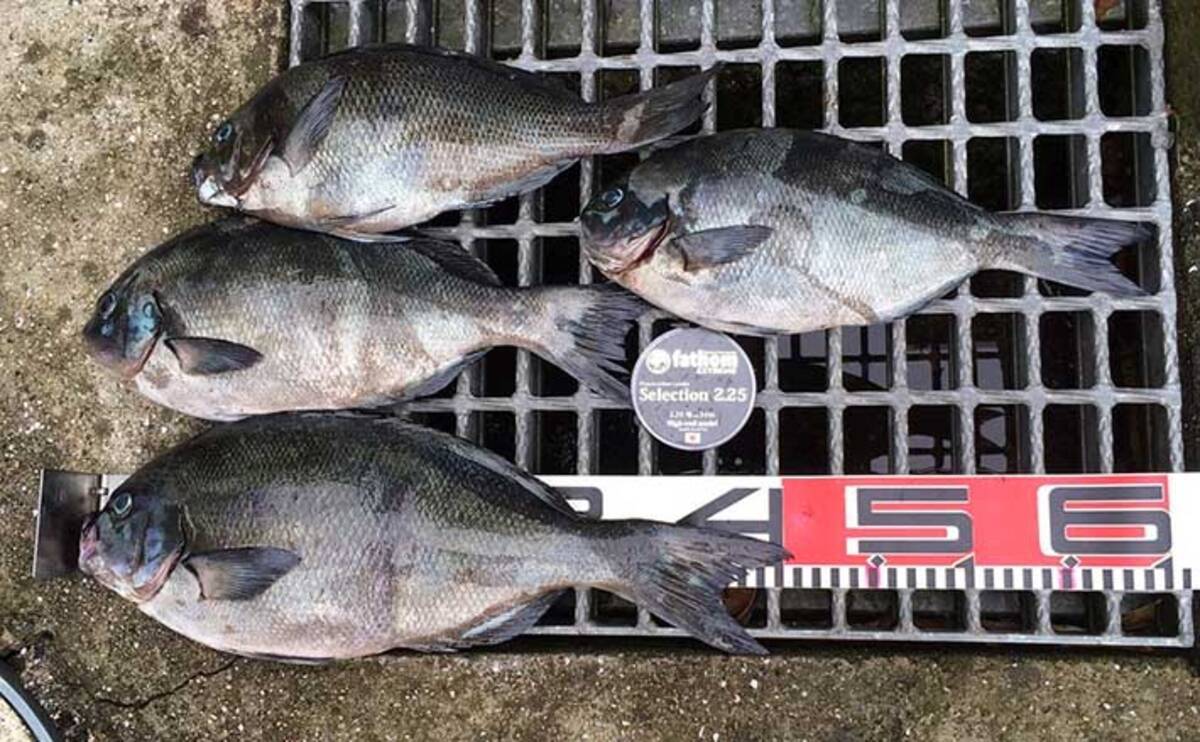 多賀新 魚シリーズ 座礁 ものすごく