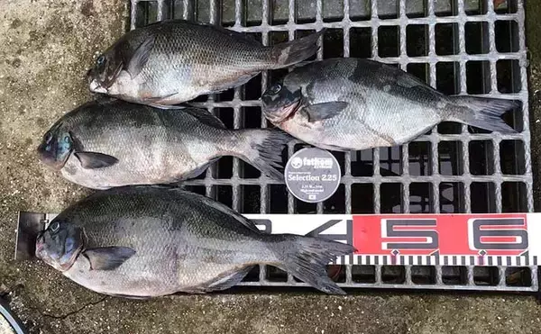 離島の磯フカセ釣りで尾長グレ快釣　今後は夜釣りが吉？【山口・見島】