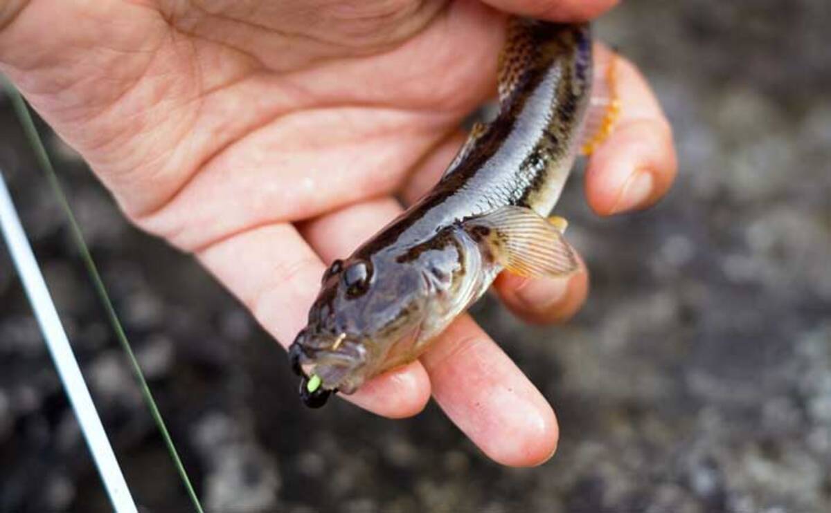 今さら聞けないハゼ釣りのキホン 釣り場の見つけ方と現着からの流れ 21年7月9日 エキサイトニュース