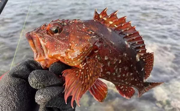 「真鶴アカハタゲーム本格シーズン開幕　27cm頭に本命4匹【神奈川】」の画像