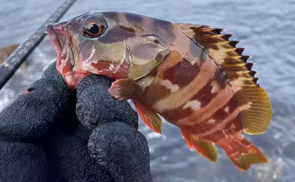 「真鶴アカハタゲーム本格シーズン開幕　27cm頭に本命4匹【神奈川】」の画像