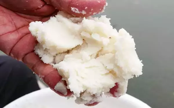 「伊藤さとしのプライムフィッシング【マッシュポテトを使おう：第2回】」の画像