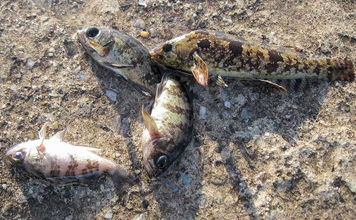 空き時間で堤防 穴釣り を満喫 小型ながらメバルにクジメ 愛知 21年7月日 エキサイトニュース