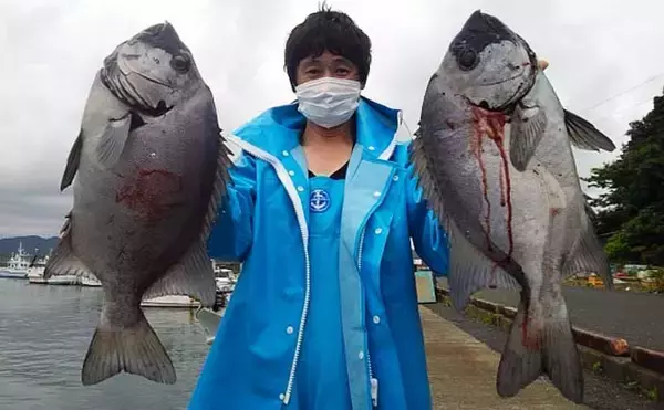 「【愛知・三重】沖のエサ釣り最新釣果　レンタルボートでハタ類釣果上昇中」の画像