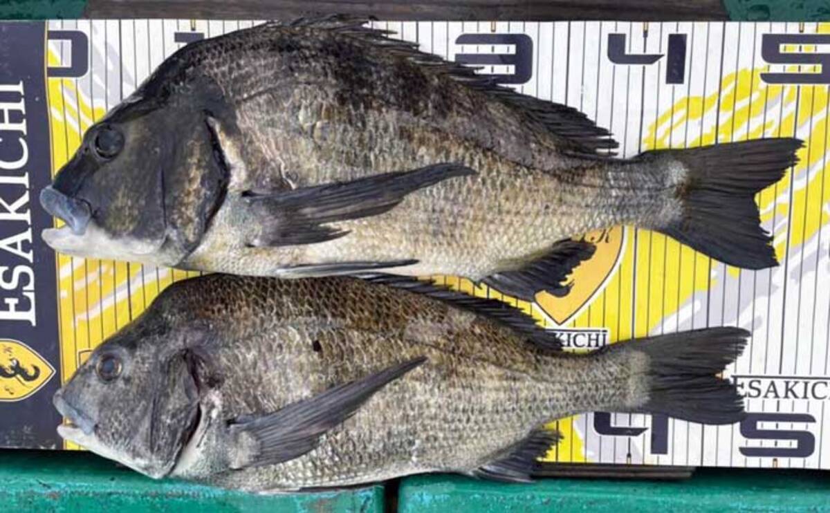 三重 カカリ釣り最新釣果 年無しクロダイに良型カワハギも顔出し 21年7月15日 エキサイトニュース