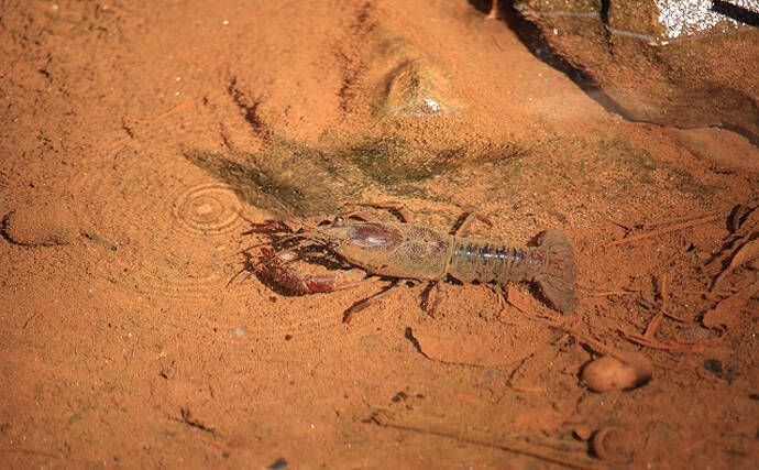 アメリカザリガニが 特定外来生物 指定の可能性 気軽に釣るはng 21年7月16日 エキサイトニュース