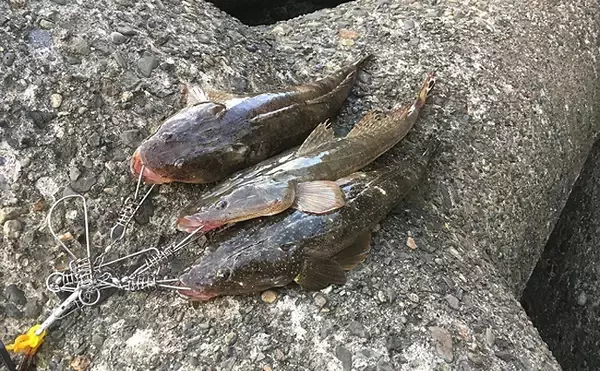 「アメリカザリガニが「特定外来生物」指定の可能性　気軽に釣るはNG？」の画像