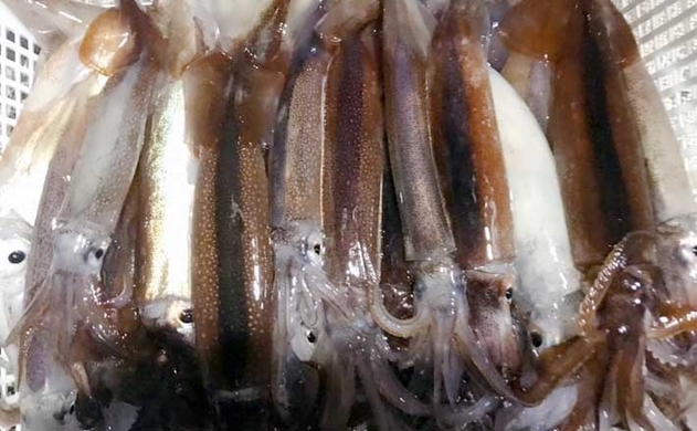 釣果レシピ ムギイカお刺身アレンジ2選 イカ納豆 イカのなめろう 21年6月27日 エキサイトニュース