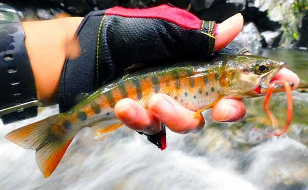 渓流エサ釣りで渓魚ツ抜け 知識と的確な判断が奏功 埼玉 名栗川 21年7月日 エキサイトニュース