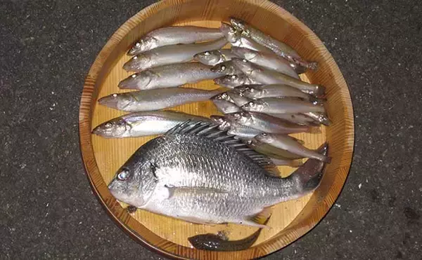 「投げキス釣りで18cm頭に25匹　大バリで良型狙い撃ち【和歌山・紀ノ川】」の画像