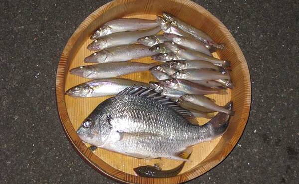 投げキス釣りで18cm頭に25匹 大バリで良型狙い撃ち 和歌山 紀ノ川 21年7月18日 エキサイトニュース