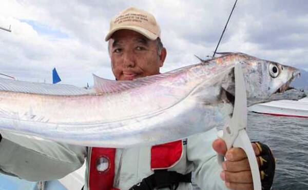 大分 熊本 沖釣り最新釣果 島原沖でドラゴン級含めタチウオ50尾超 21年7月日 エキサイトニュース