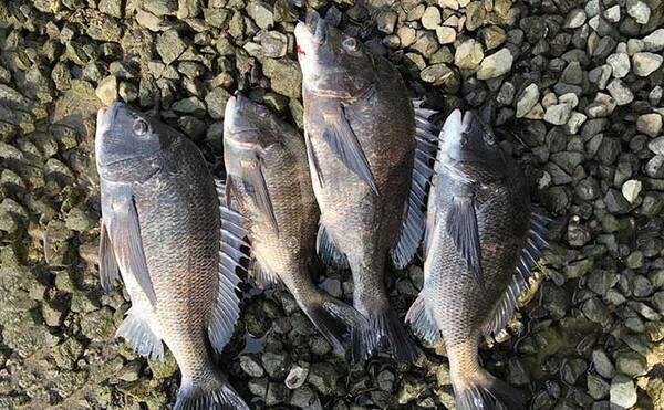 リバーフカセ釣り で本命チヌ40cm超え4匹 重めのまきエサが吉 21年7月日 エキサイトニュース