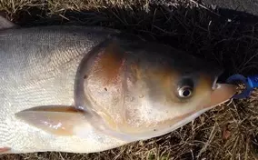 熱帯魚 なのに簡単に飼育できる ベタ のブリーディングに挑戦してみよう アクアスタイル 21年7月28日 エキサイトニュース