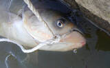 「利根川名物「ハクレンジャンプ」の季節到来　実は食べて美味しい外来魚？」の画像3