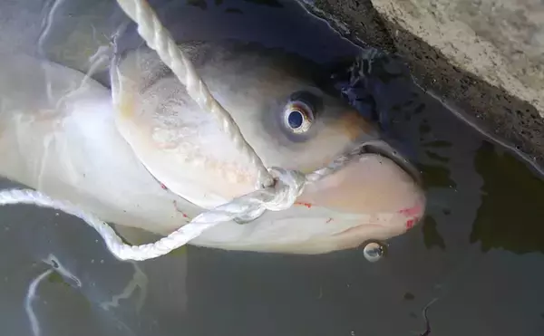 「利根川名物「ハクレンジャンプ」の季節到来　実は食べて美味しい外来魚？」の画像