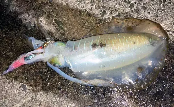 エギングで500g頭に2匹　狙いのキロアップはリベンジ案件【福岡・志賀島】