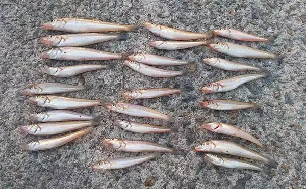 「チョイ投げキス釣りで小型主体も本命シロギス26匹【大阪・大津川尻】」の画像