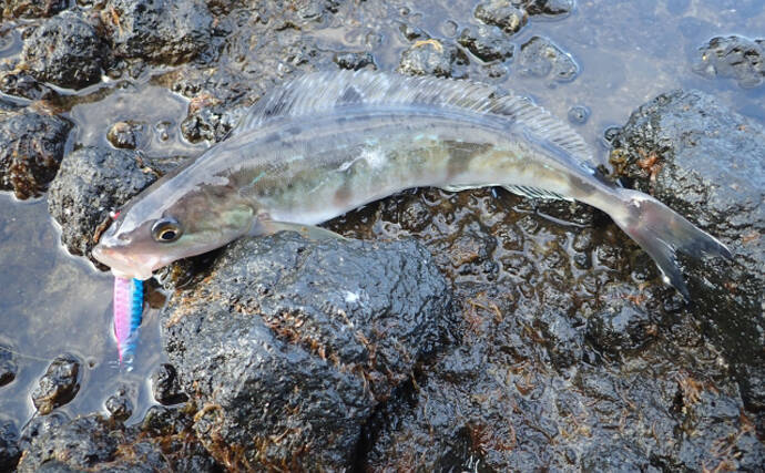 北海道で ホッケ が記録的豊漁 刺身 は白身なのに青魚の風味 21年7月31日 エキサイトニュース