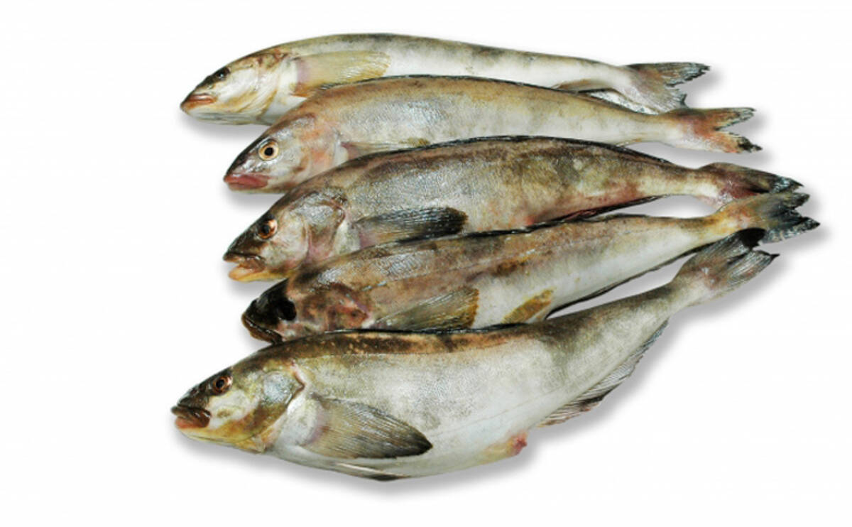 北海道で ホッケ が記録的豊漁 刺身 は白身なのに青魚の風味 21年7月31日 エキサイトニュース