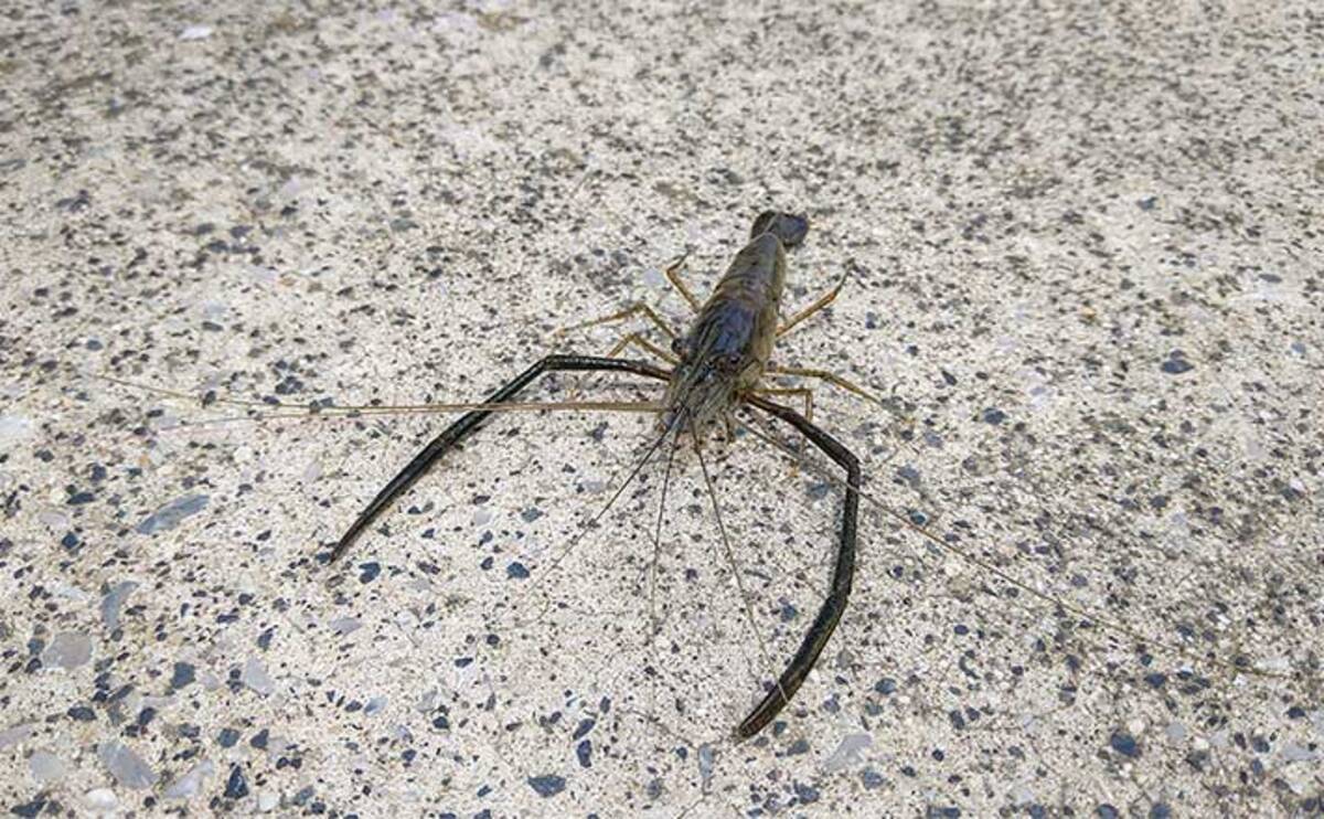 ハゼ テナガエビの好釣り場紹介 横浜 藤沢市 神奈川 21年8月1日 エキサイトニュース