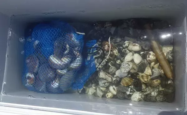 「家族で潮干狩り満喫　アサリ1.7kgにツメタガイ27個【神奈川・海の公園】」の画像