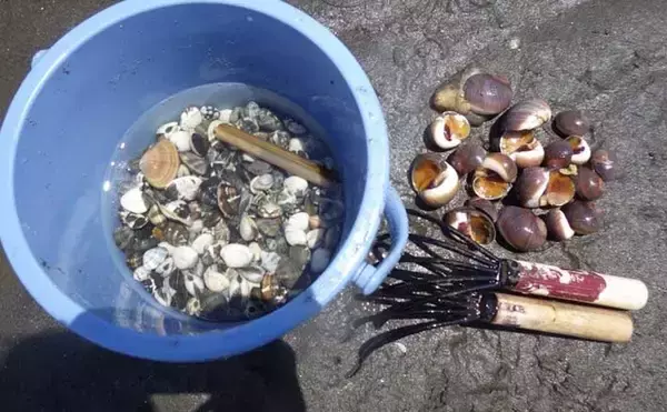 「家族で潮干狩り満喫　アサリ1.7kgにツメタガイ27個【神奈川・海の公園】」の画像