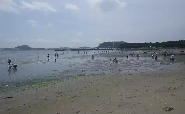 「家族で潮干狩り満喫　アサリ1.7kgにツメタガイ27個【神奈川・海の公園】」の画像