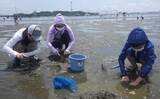 「家族で潮干狩り満喫　アサリ1.7kgにツメタガイ27個【神奈川・海の公園】」の画像6