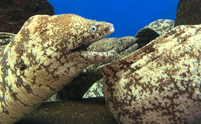 陸上のエサを狙う魚たち 有名な テッポウウオ 以外に ウツボ も 21年7月31日 エキサイトニュース 2 2